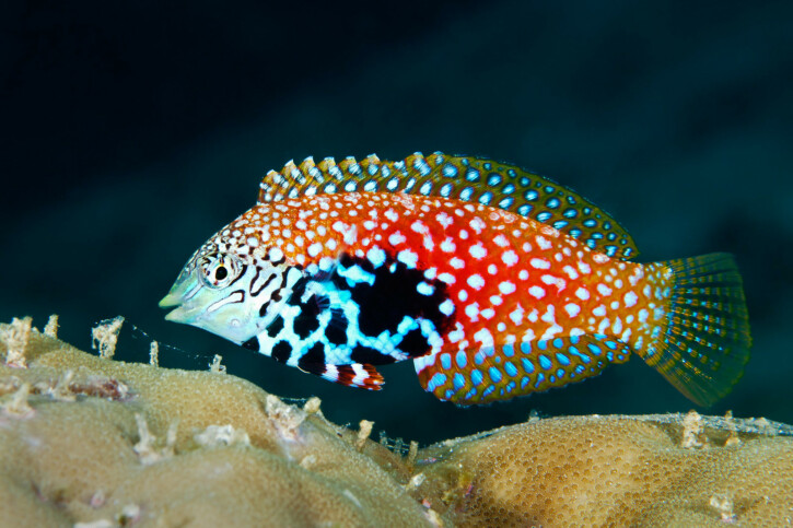 Vermiculate wrasse (Macropharyngodon bipartitus), a Red Sea fish of the wrasses family