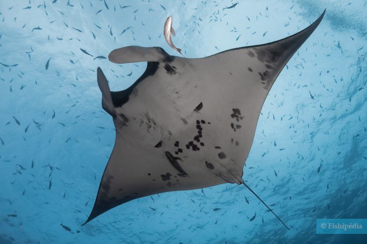 Reef manta ray (Mobula alfredi), a Red Sea fish of the mobulid rays family