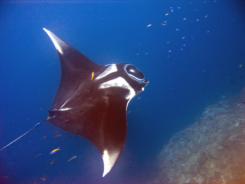 Manta gigante (Mobula birostris), pesce del Mar Rosso della famiglia mante