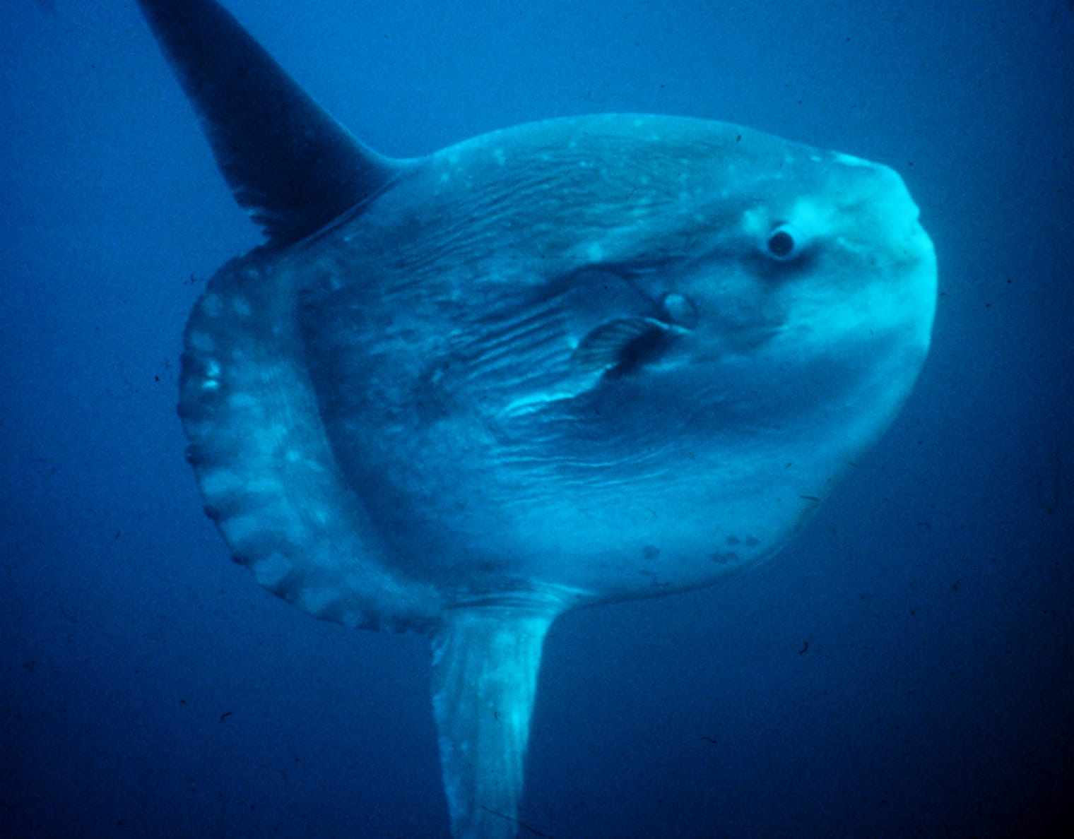 Pesce luna (Mola mola), pesce del Mar Rosso della famiglia pesci luna