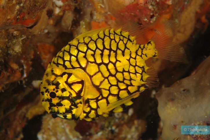 Pineapplefish (Monocentris japonica), a Red Sea fish of the pinecone fishes family