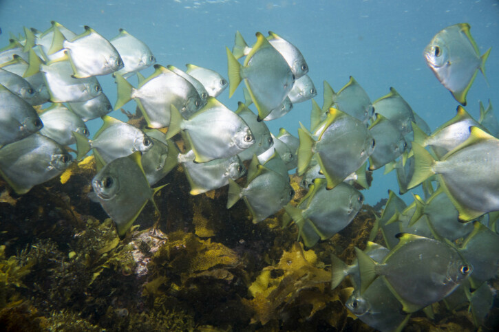 Silver moony (Monodactylus argenteus), a Red Sea fish of the moonyfishes family