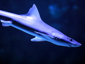 Arabian smooth-hound (Mustelus mosis), a Red Sea fish of the houndsharks family