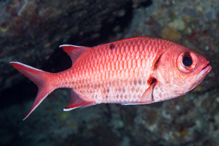 Pinecone soldierfish (Myripristis murdjan), a Red Sea fish of the squirrelfishes family