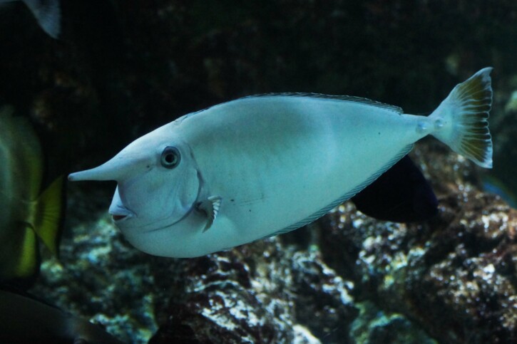 Whitemargin unicornfish (Naso annulatus), a Red Sea fish of the surgeonfishes family
