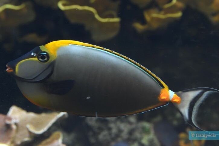 Pesce unicorno elegante (Naso elegans), pesce del Mar Rosso della famiglia pesci chirurgo