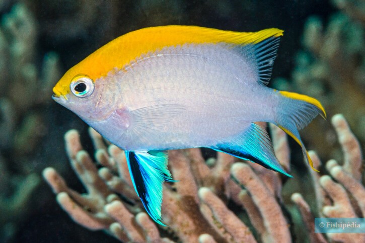 Bowtie damselfish (Neoglyphidodon melas), a Red Sea fish of the damselfishes family