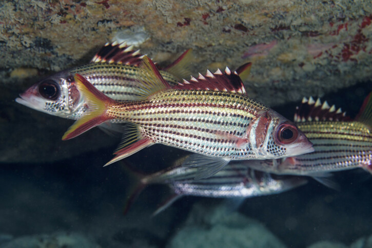 Sammara squirrelfish (Neoniphon sammara), a Red Sea fish of the squirrelfishes family