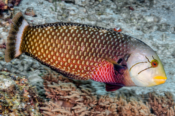 Tordo drago (Novaculichthys taeniourus), pesce del Mar Rosso della famiglia tordi e labridi