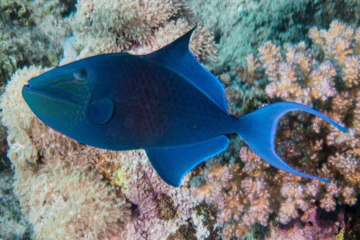 Pesce balestra dente rosso (Odonus niger), pesce del Mar Rosso della famiglia pesci balestra