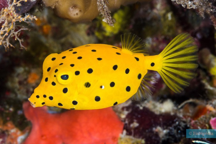 Yellow boxfish (Ostracion cubicum), a Red Sea fish of the boxfishes family
