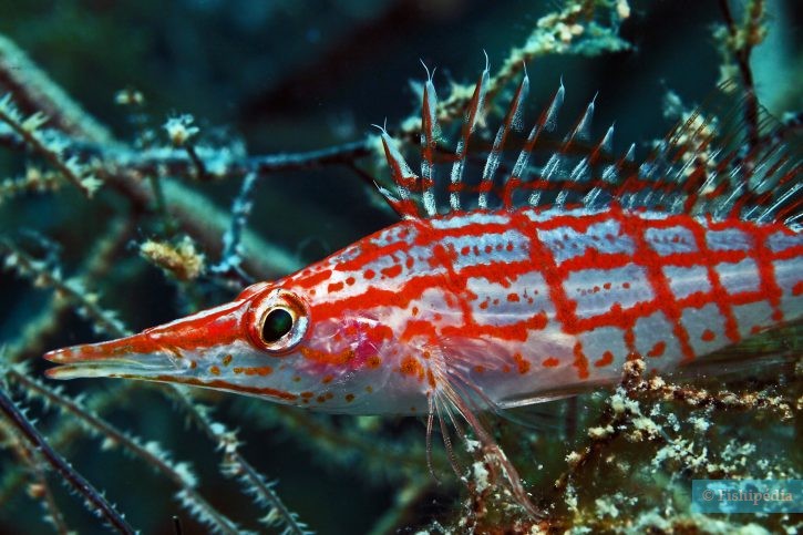 Longnose hawkfish (Oxycirrhites typus), a Red Sea fish of the hawkfishes family