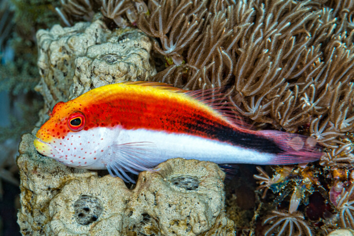 Forster’s hawkfish (Paracirrhites forsteri), a Red Sea fish of the hawkfishes family