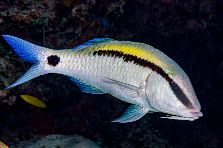 Dash-and-dot goatfish (Parupeneus barberinus), a Red Sea fish of the goatfishes family