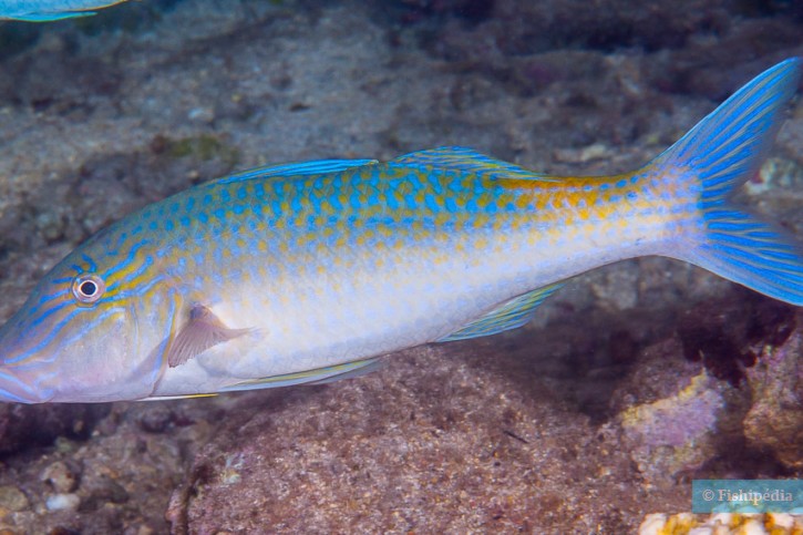 Gold-saddle goatfish (Parupeneus cyclostomus), a Red Sea fish of the goatfishes family