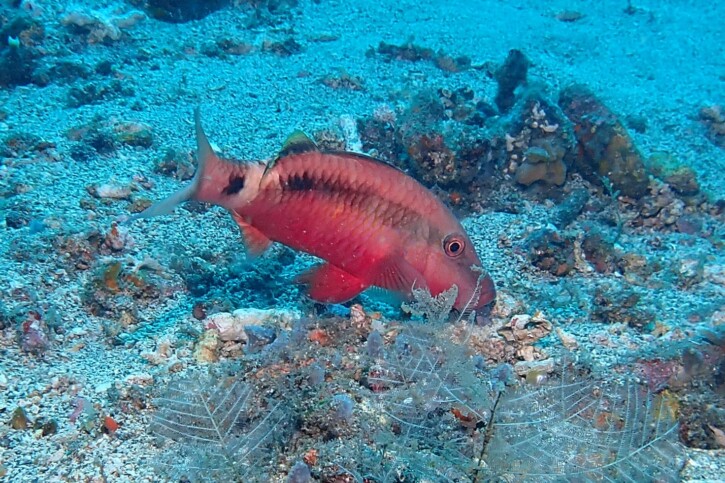 Long-barbel goatfish (Parupeneus macronemus), a Red Sea fish of the goatfishes family