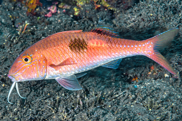 Sidespot goatfish (Parupeneus pleurostigma), a Red Sea fish of the goatfishes family