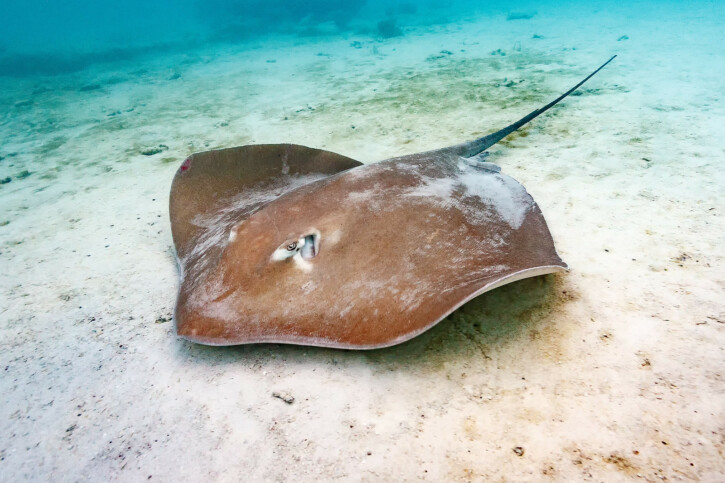 Pink whipray (Pateobatis fai), a Red Sea fish of the whiptail stingrays family