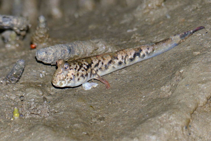 Silver-lined mudskipper (Periophthalmus argentilineatus), a Red Sea fish of the gobies family