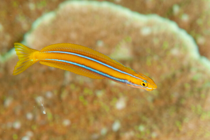 Bluestriped fangblenny (Plagiotremus rhinorhynchos), a Red Sea fish of the blennies family