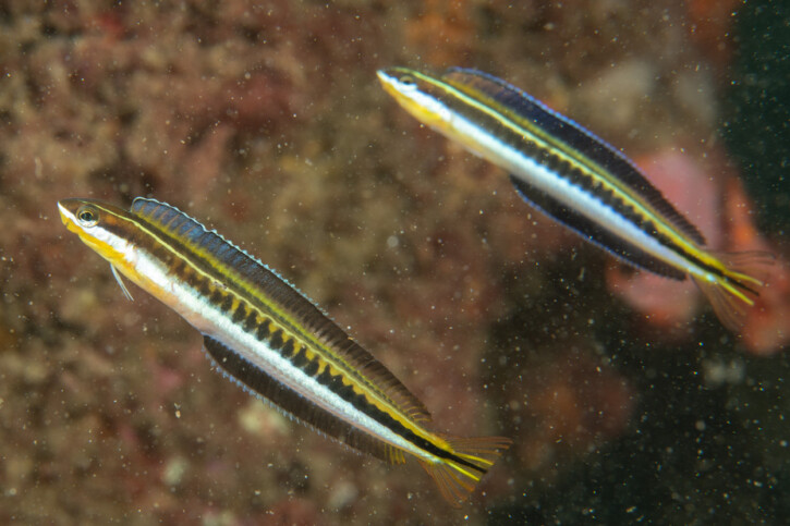 Bavosa imitatrice (Plagiotremus tapeinosoma), pesce del Mar Rosso della famiglia bavose