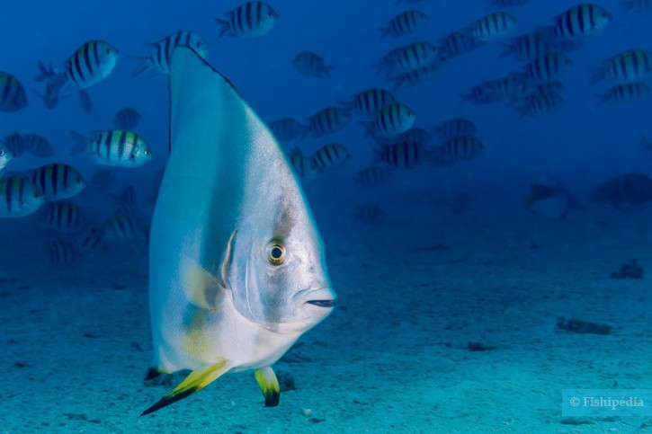Orbicular batfish (Platax orbicularis), a Red Sea fish of the spadefishes family