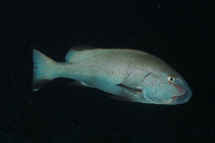 Grugnitori a bande (Plectorhinchus albovittatus), pesce del Mar Rosso della famiglia grugnitori