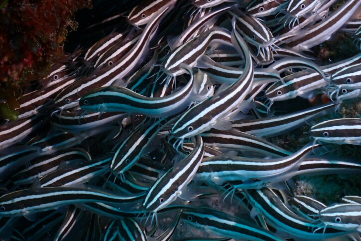 Pesce gatto striato (Plotosus lineatus), pesce del Mar Rosso della famiglia pesci gatto marini