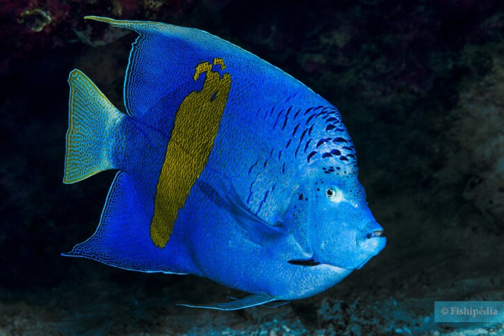 Yellowbar angelfish (Pomacanthus maculosus), a Red Sea fish of the angelfishes family
