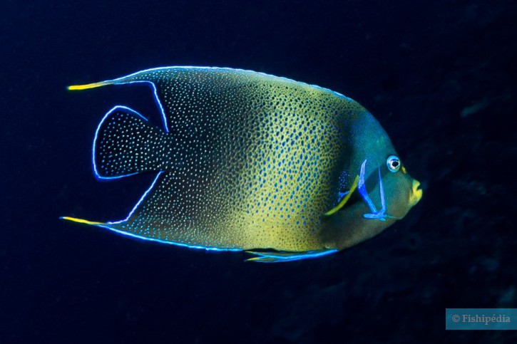 Semicircle angelfish (Pomacanthus semicirculatus), a Red Sea fish of the angelfishes family