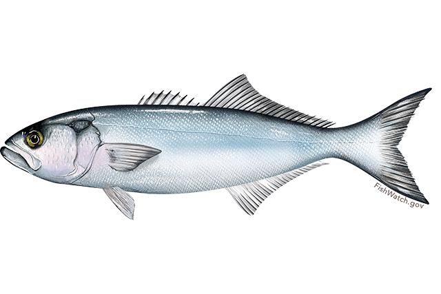 Bluefish (Pomatomus saltatrix), a Red Sea fish of the bluefishes family