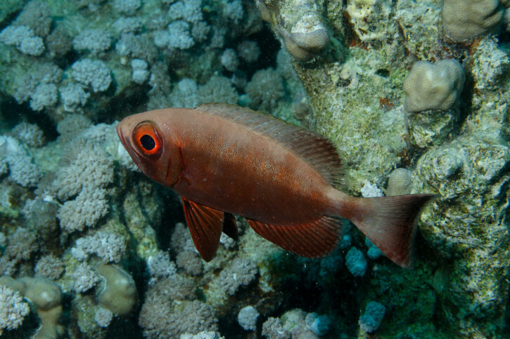 Moontail bullseye (Priacanthus hamrur), a Red Sea fish of the bigeyes family