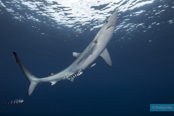 Blue shark (Prionace glauca), a Red Sea fish of the requiem sharks family
