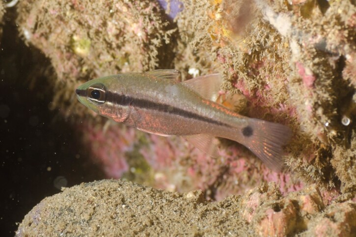 Bridled cardinalfish (Pristiapogon fraenatus), a Red Sea fish of the cardinalfishes family