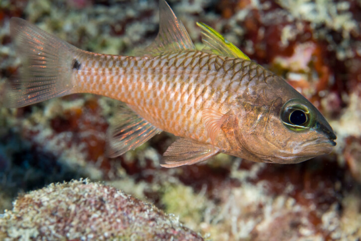 Iridescent cardinalfish (Pristiapogon kallopterus), a Red Sea fish of the cardinalfishes family