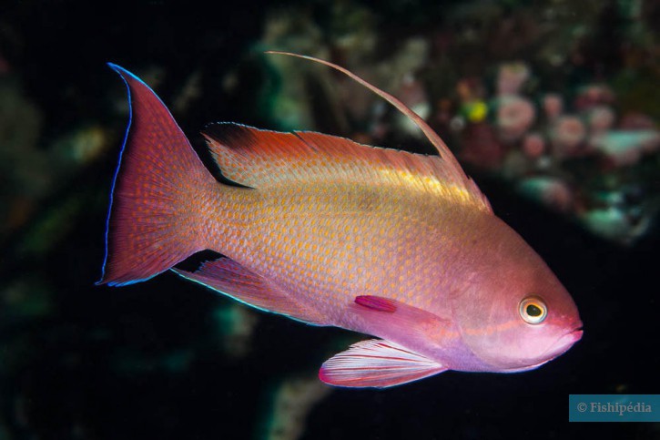 Lyretail anthias (Pseudanthias squamipinnis), a Red Sea fish of the anthiases family
