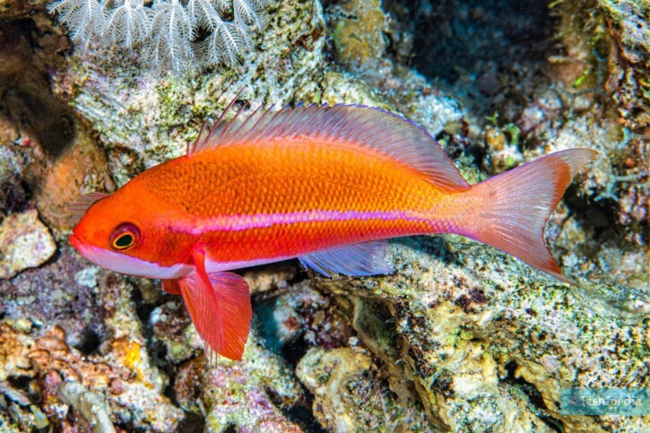 Red Sea anthias (Pseudanthias taeniatus), a Red Sea fish of the anthiases family