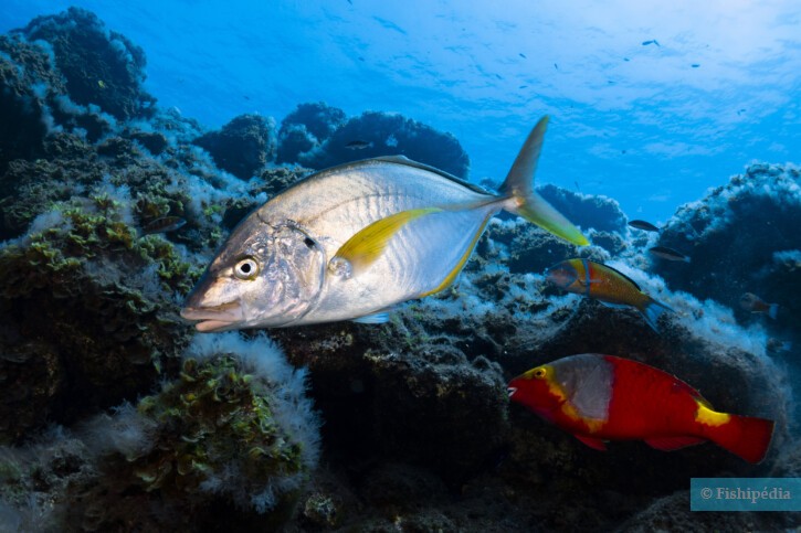 Carango dentice (Pseudocaranx dentex), pesce del Mar Rosso della famiglia carangidi