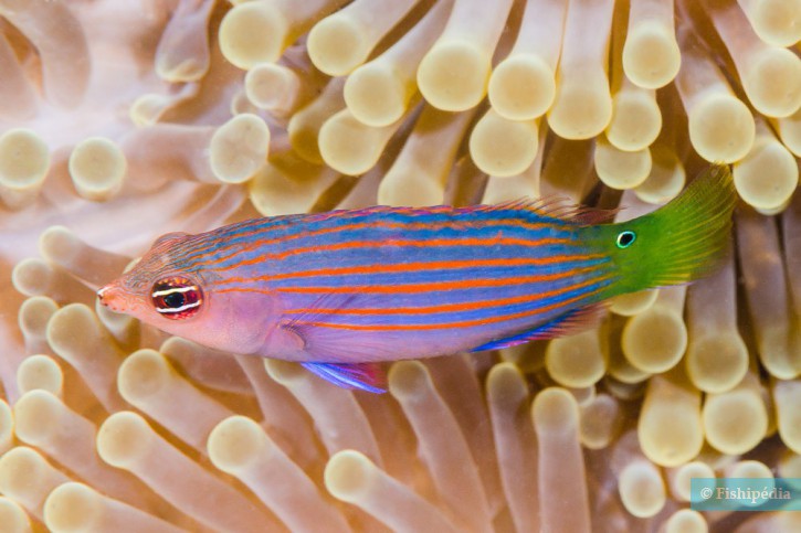 Sixline wrasse (Pseudocheilinus hexataenia), a Red Sea fish of the wrasses family