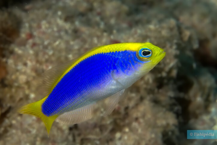 Sunrise dottyback (Pseudochromis flavivertex), a Red Sea fish of the dottybacks family