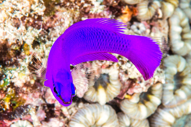 Orchid dottyback (Pseudochromis fridmani), a Red Sea fish of the dottybacks family