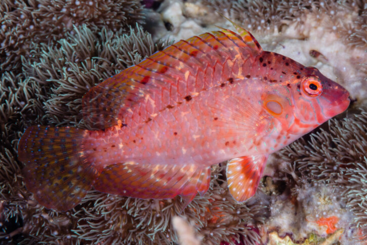 Cryptic wrasse (Pteragogus cryptus), a Red Sea fish of the wrasses family