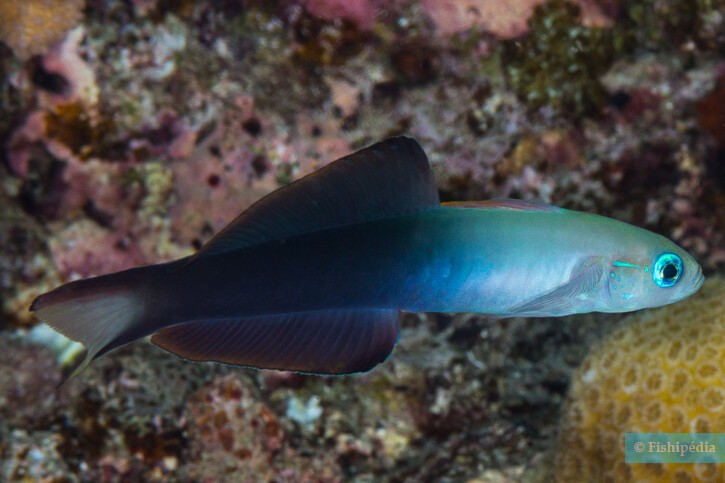 Dartfish coda a forchetta (Ptereleotris evides), pesce del Mar Rosso della famiglia ghiozzi