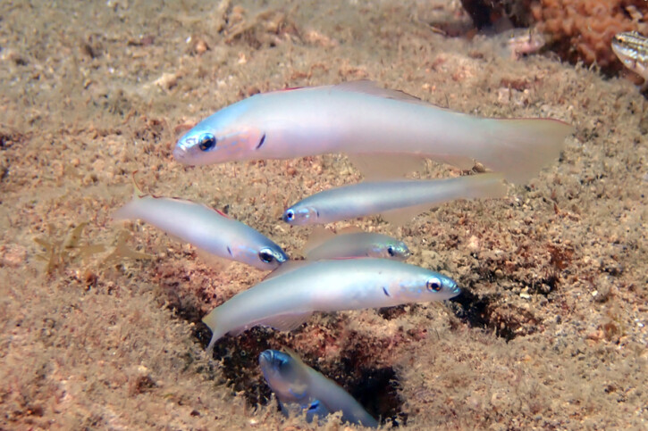 Blue gudgeon (Ptereleotris microlepis), a Red Sea fish of the dartfishes family