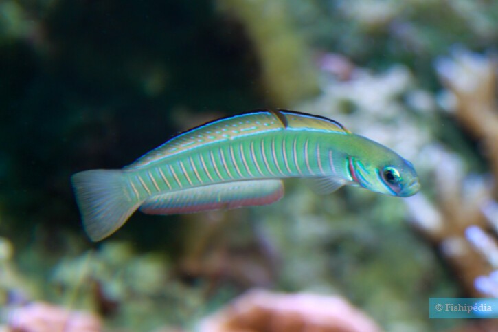 Zebra dartfish (Ptereleotris zebra), a Red Sea fish of the dartfishes family