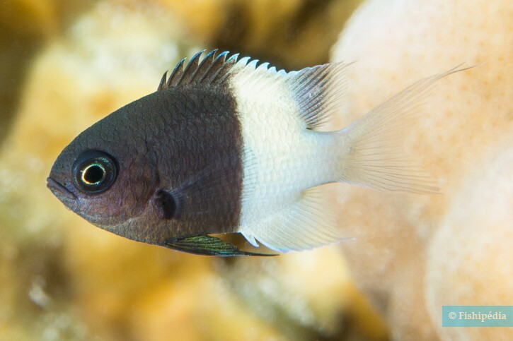 Half-and-half chromis (Pycnochromis dimidiatus), a Red Sea fish of the damselfishes family