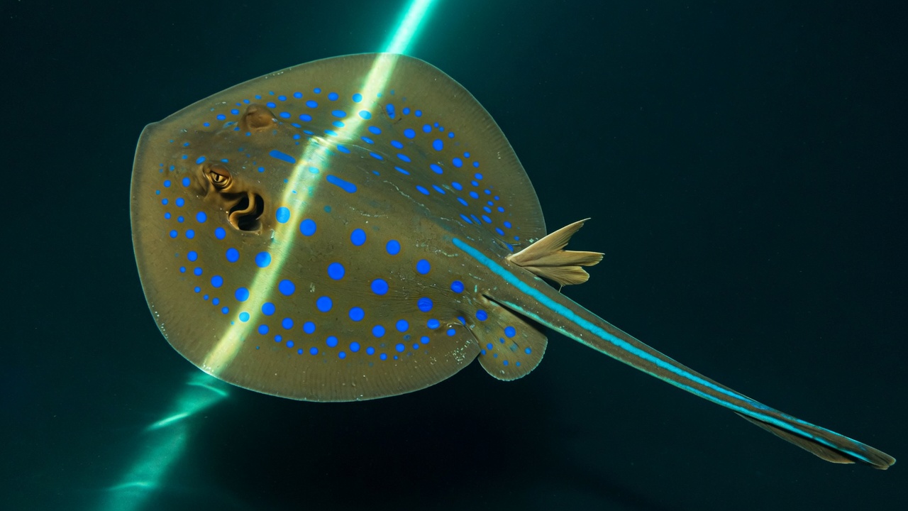 Trigone a macchie blu (Taeniura lymma), pesce del Mar Rosso della famiglia pastinache