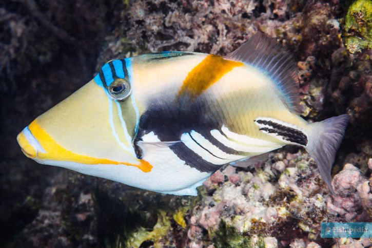 Picasso triggerfish (Rhinecanthus aculeatus), a Red Sea fish of the triggerfishes family