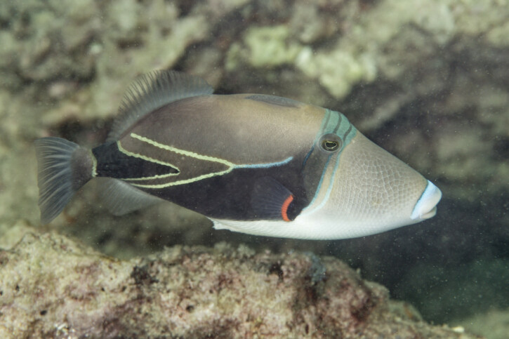 Pesce balestra cuneo (Rhinecanthus rectangulus), pesce del Mar Rosso della famiglia pesci balestra