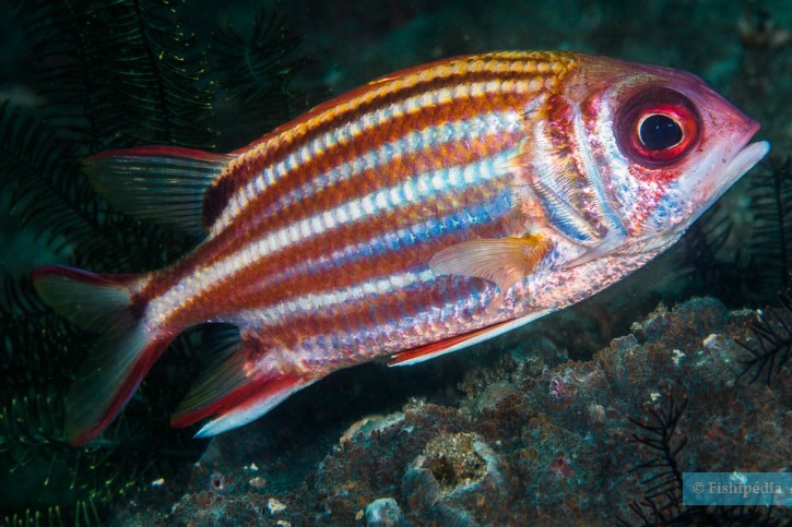 Soldato rosso (Sargocentron rubrum), pesce del Mar Rosso della famiglia pesci soldato